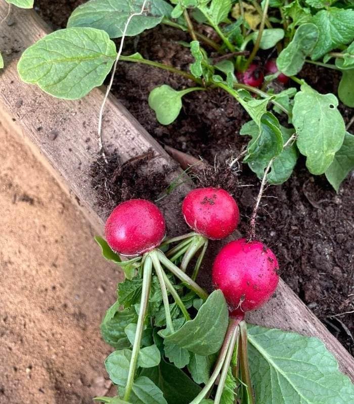 How To Grow Full Size Radishes From Seed To Harvest - Gardening Chores