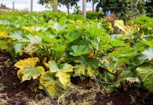6 Reasons Zucchini Leaves Turn Yellow And What To Do About It