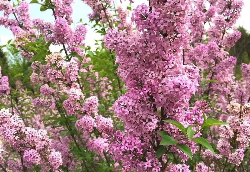 Reblooming Lilac (Syringa bloomerang®)