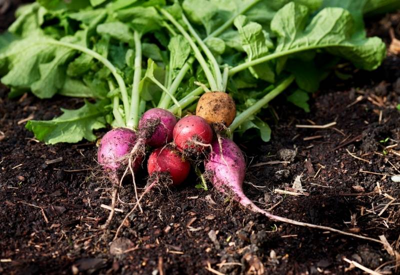 Recommended Radish Varieties To Grow