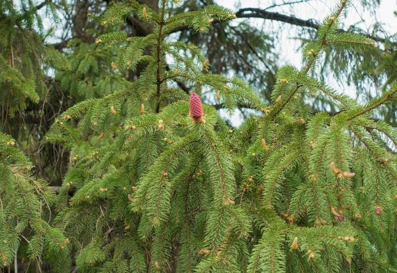 Red Pine (Pinus resinosa)
