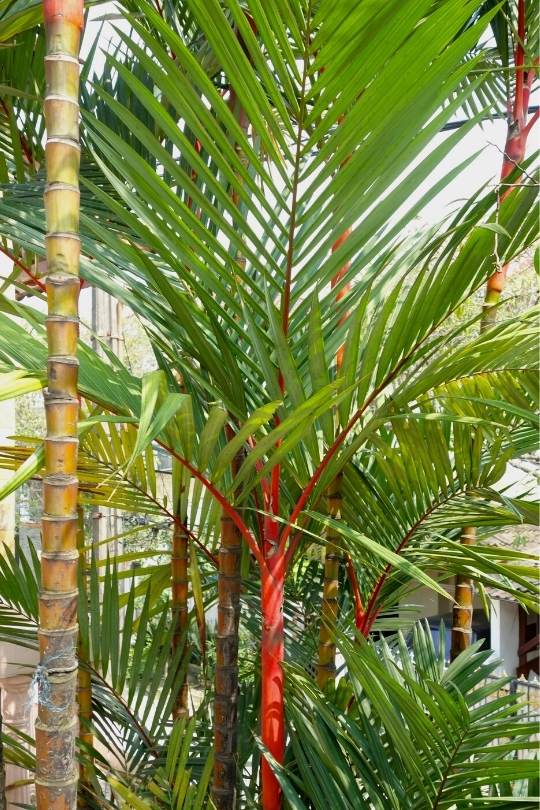 Red Sealing Wax Palm (Cytrostachys renda)