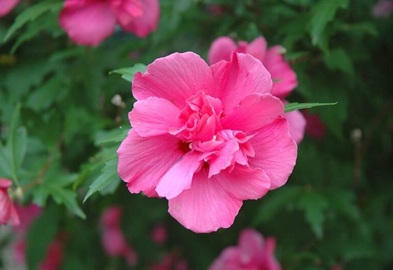 Rose of Sharon ‘Lucy’ (Hibiscus syriacus ‘Lucy’)