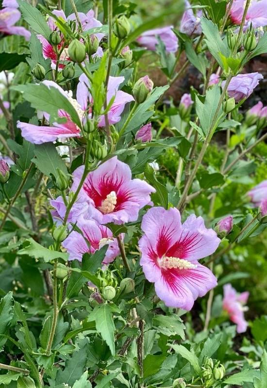 Rose of Sharon ‘Orchid Satin’ (Hibiscus syriacus ‘Orchid Satin’)