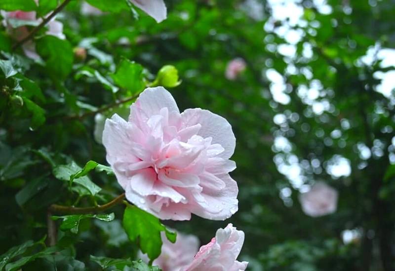 Rose of Sharon ‘Pink Chiffon’ (Hibiscus syriacus ‘Pink Chiffon’)