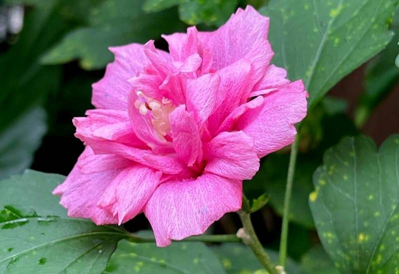Rose of Sharon ‘Pink’ (Hibiscus syriacus ‘Pink’)