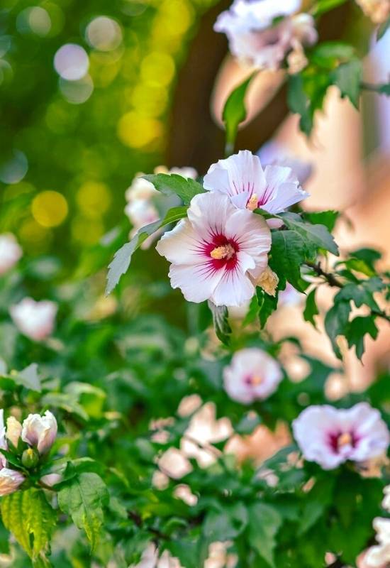 Rose of Sharon ‘Red Heart’ (Hibiscus syriacus ‘Red Heart’)