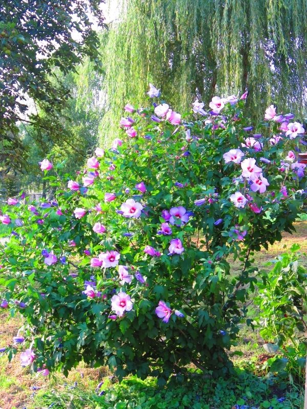 Rose of Sharon in Your Garden