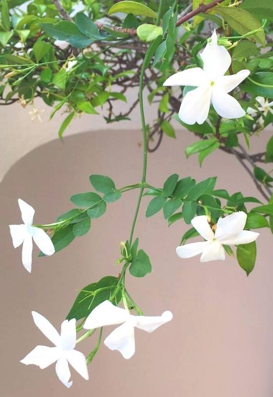 Spanish Jasmine (Jasminum grandiflorum)