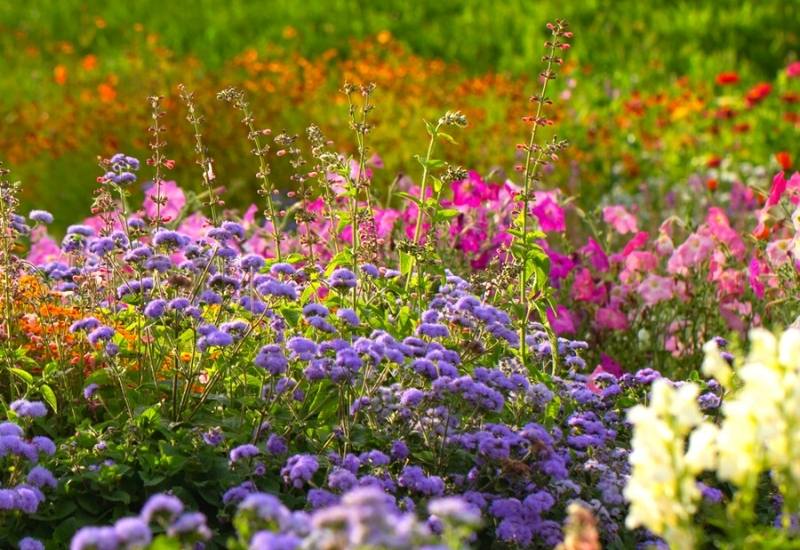Spring Flowers and Annuals
