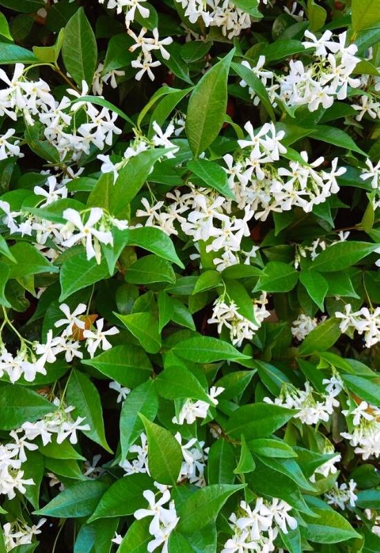 Jasmine Flowers 12 Stunning Types Of Jasmine Shrubs And Vines
