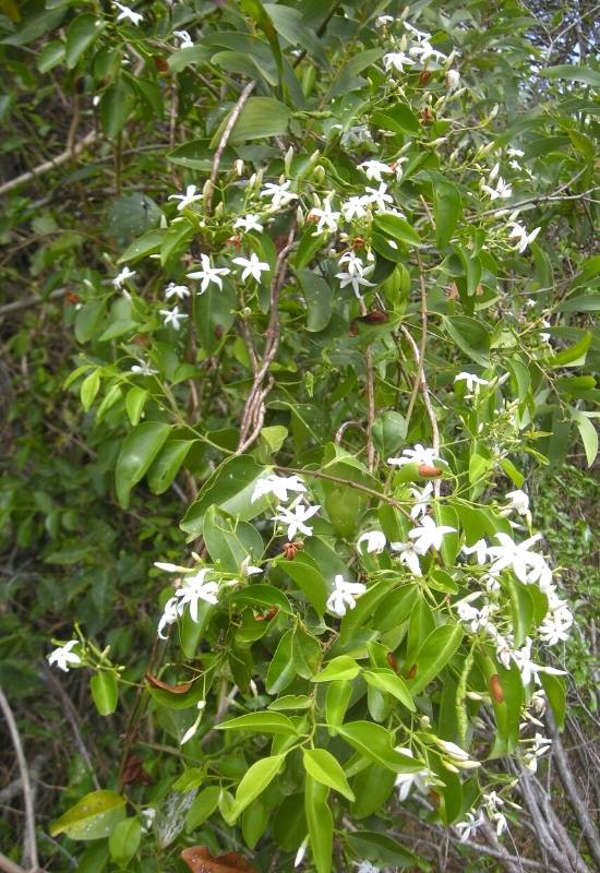 Stiff Jasmine (Jasminum volubile)