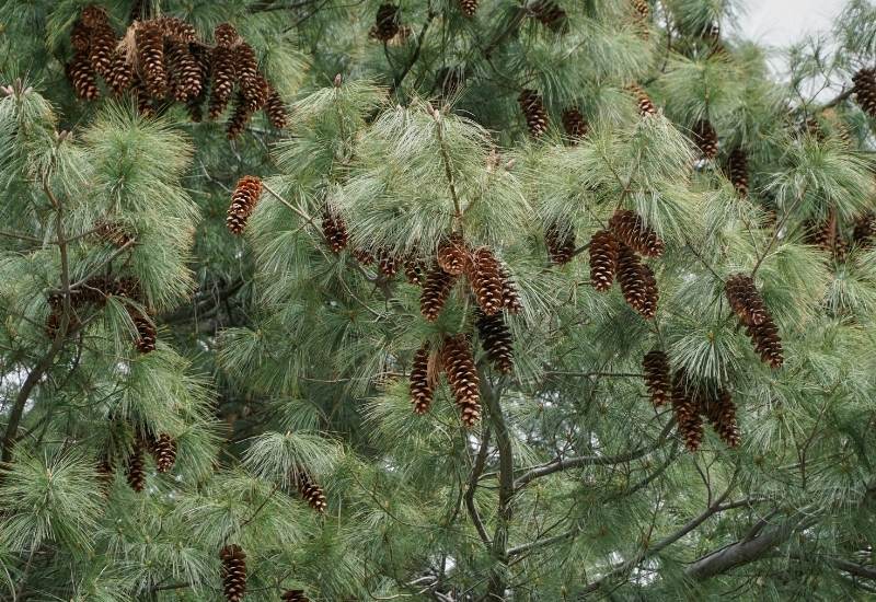Sugar Pine (Pinus lambertiana)