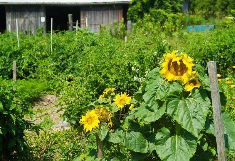 Sunflower in vegetable garden