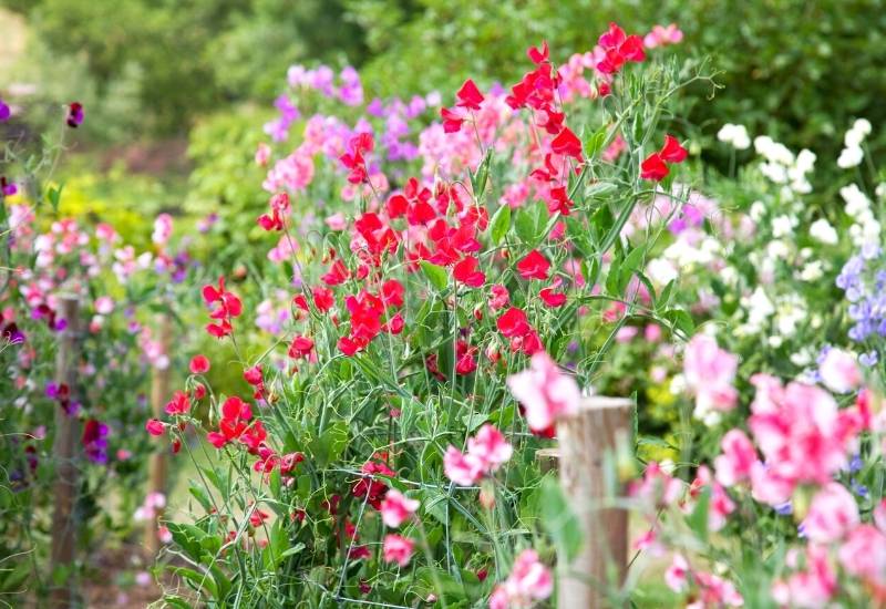 Sweet Peas (Lathyrus spp.)