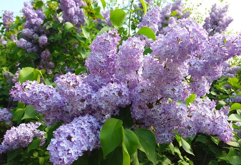 20 Stunning Lilac Varieties To Fill Your Garden With Fragrance & Color