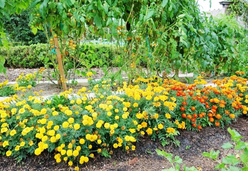 The Best and Worst Companion Plants for Tomatoes