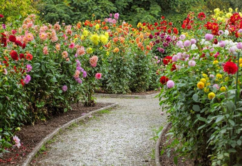 There Are Many Types Of Dahlia
