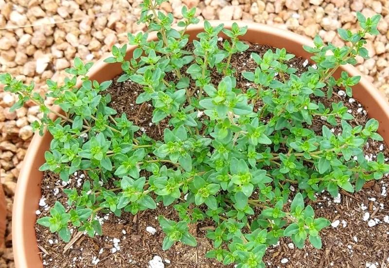 Thyme