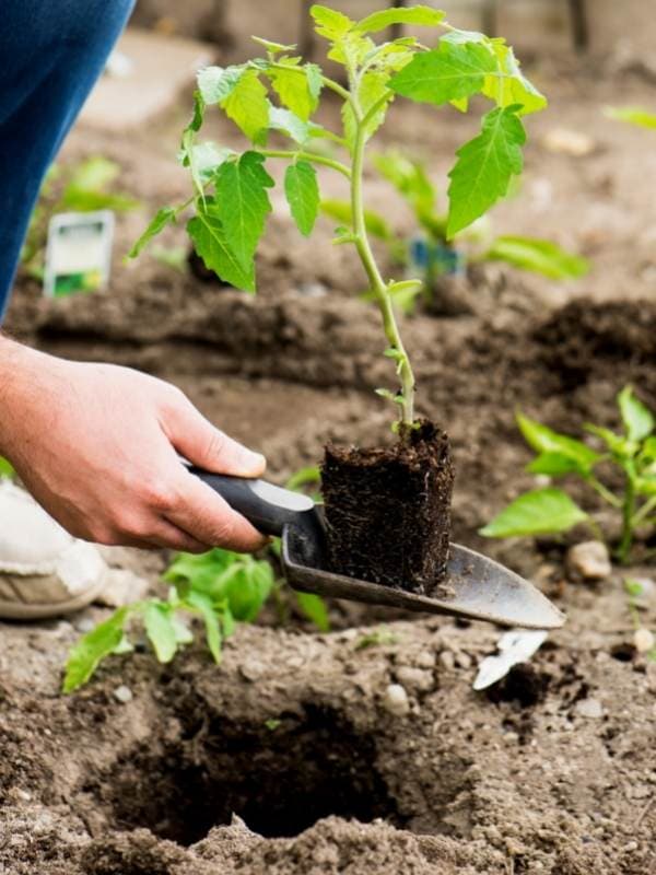 Transplant Your Seedlings Outdoors
