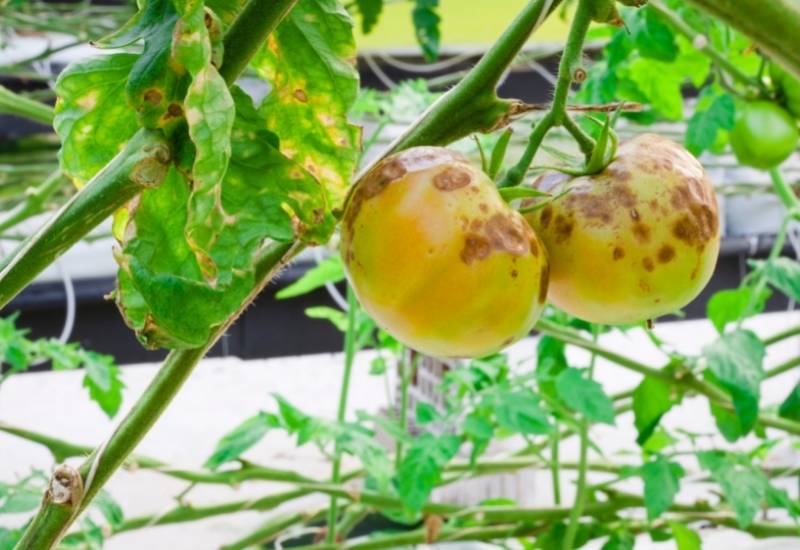 Everything you Need to Know about Treating and Preventing Early Blight on Your Tomatoes