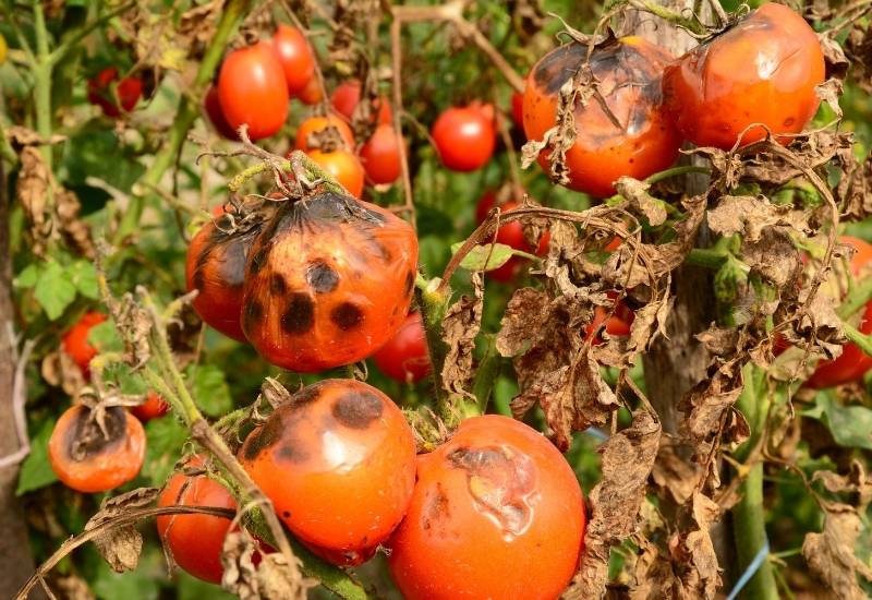 How to Identify, Treat and Prevent Early Blight on Tomato Plants 3 Early Blight in a Nutshell