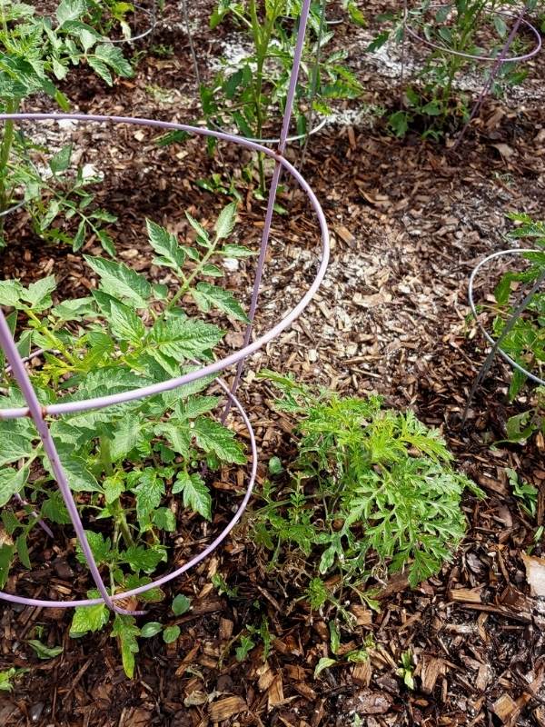 Trellis Plants Early On