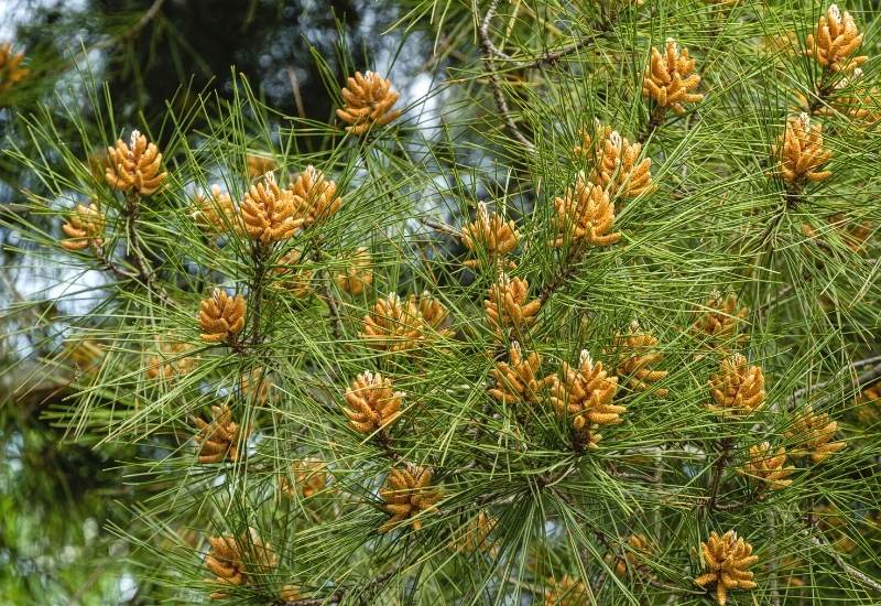 Turkish Pine (Pinus brutia)