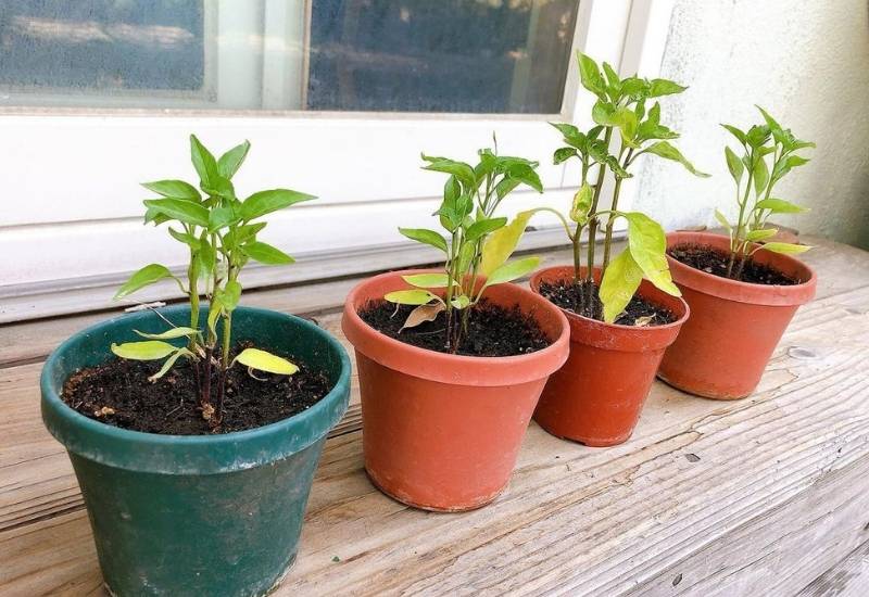How To Make Your Peppers Grow Faster