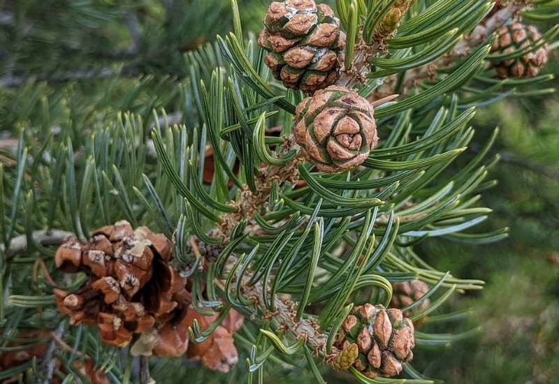 Two Needle Pinyon Pine (Pinus edulis)