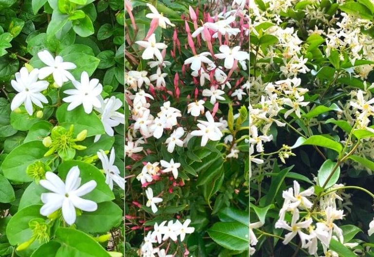 12 Stunning Types Of Jasmine Shrubs and Vines That Will Make Your Garden Smell Amazing