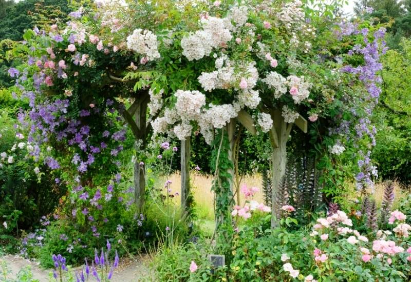 20 Gorgeous Shade-Tolerant Flowering Vines To Add Vertical Color And Texture To Your Shady Garden 2 Vines, Sun And Shade