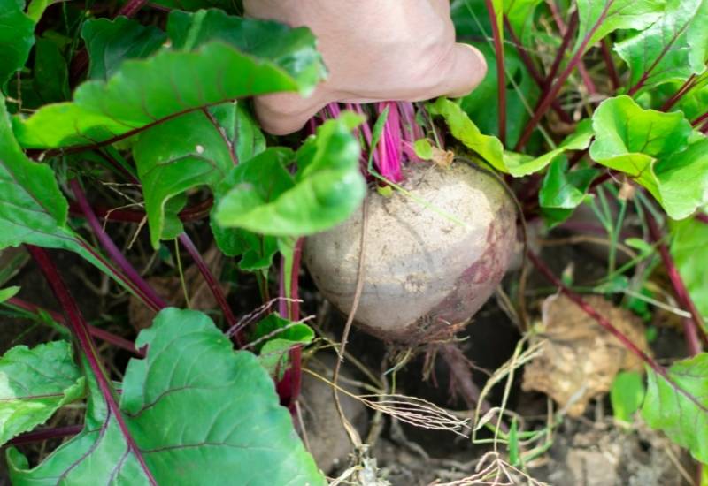 How Do I Know If My Beets Are Ready To Harvest?