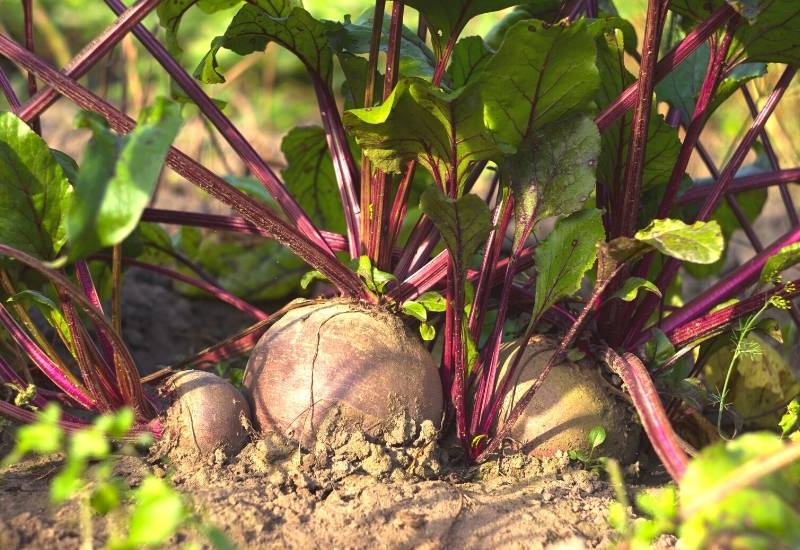 Why Are My Beets Growing So Close Together And What Can I Do About It?