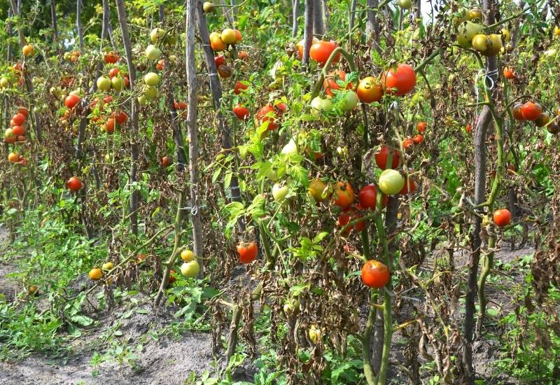 Why Are My Tomato Plants Wilting?