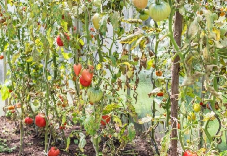 5 Reasons Why Your Tomato Plants Are Wilting And How To Revive A Wilted Tomato Plant