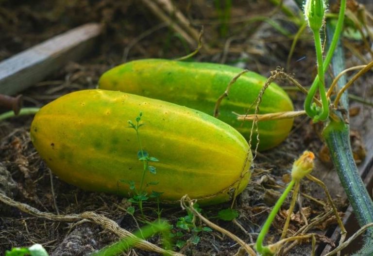 6 Reasons Cucumbers Turn Yellow And What You Can Do About It