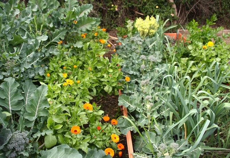 Why You Should Always Plant Flowers In Your Vegetable Plot