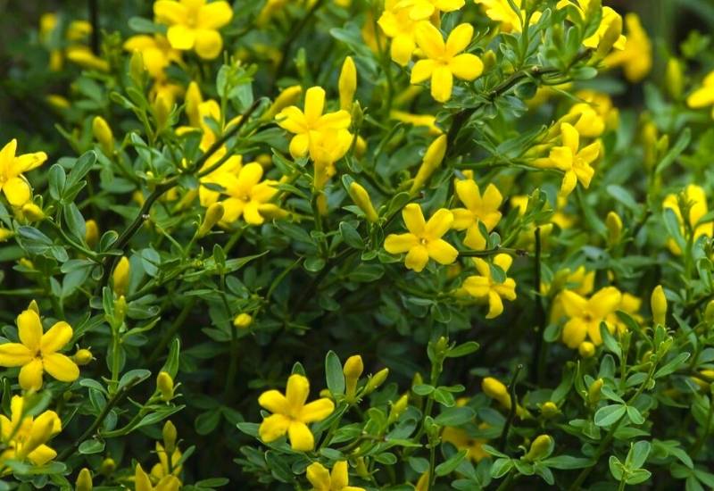 Wild Jasmine (Jasminum fruticans)