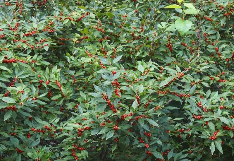 Winterberry (Ilex Verticillata)