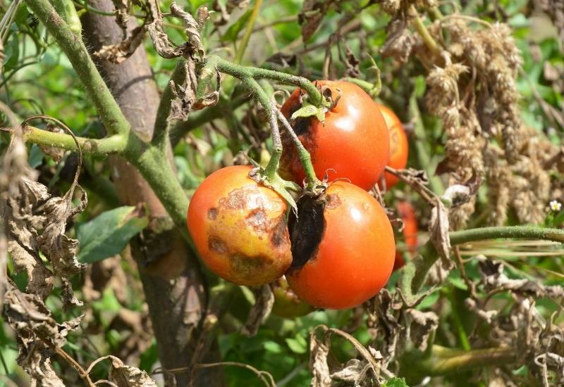 How to Identify, Treat and Prevent Early Blight on Tomato Plants 8 Late Blight