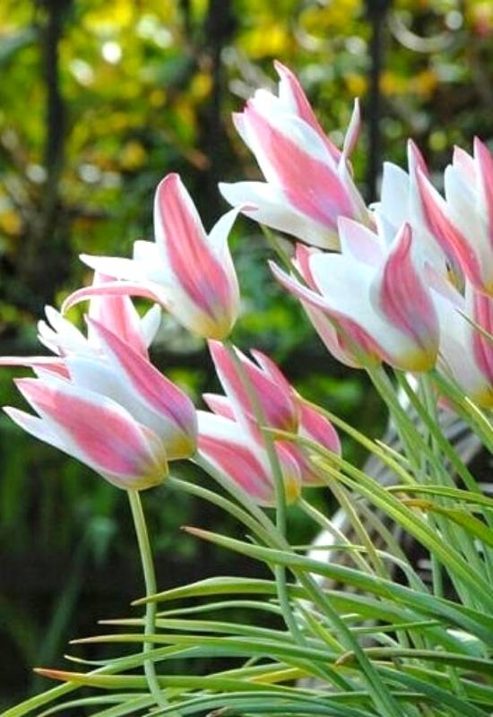 ‘Lady Jane’ Botanical Tulip (Tulipa clusiana ‘Lady Jane’)