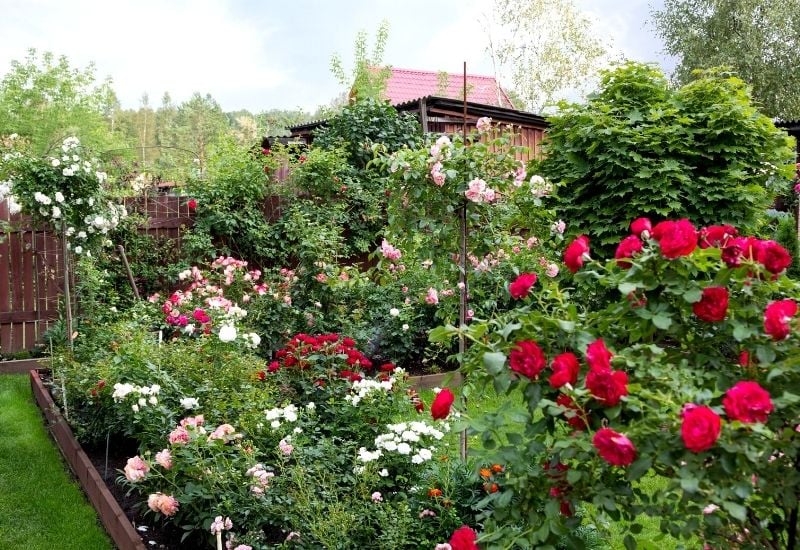 10 Great Rose Varieties That Will Grow Well In Shaded Areas In Your Garden