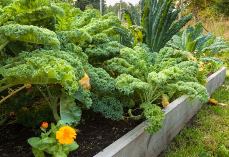12 Best Kale Varieties To Grow In Your Garden