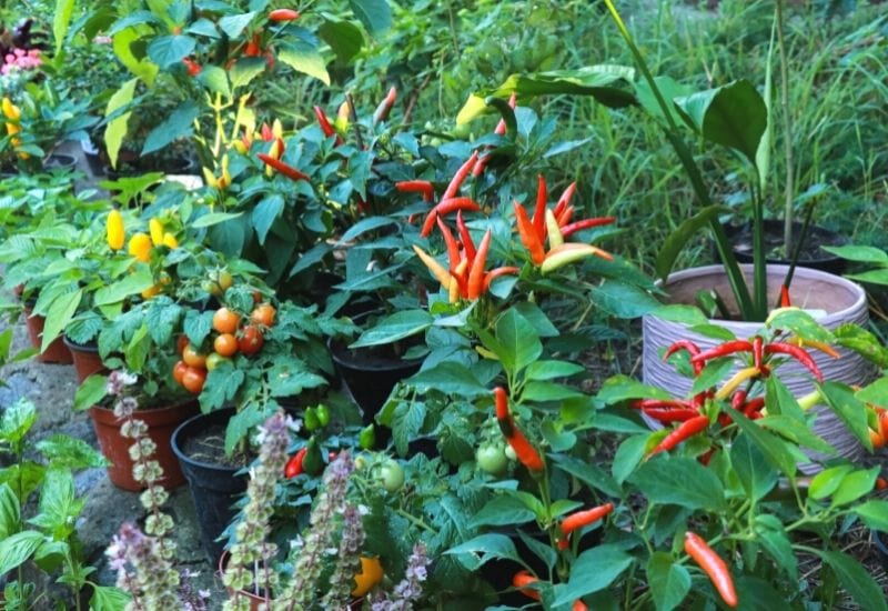 12 Practical Tips To Make Your Peppers Grow Faster