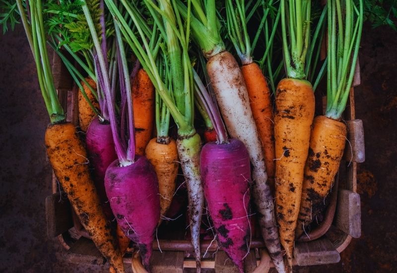 Exploring Different Carrot Varieties