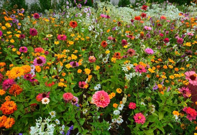 Full Sun Annuals That Bloom All Summer