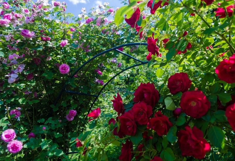 Are Some Types of Roses Better for Partial Shade than Others?