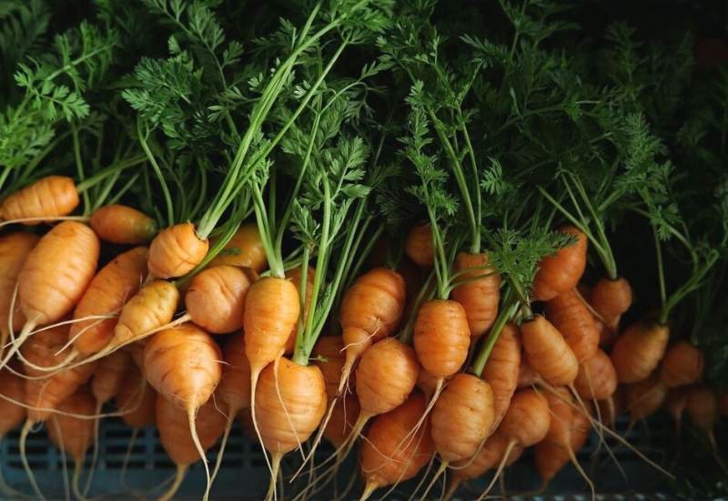 A Guide to Carrots Varieties and When to Plant Them In Your Garden 1