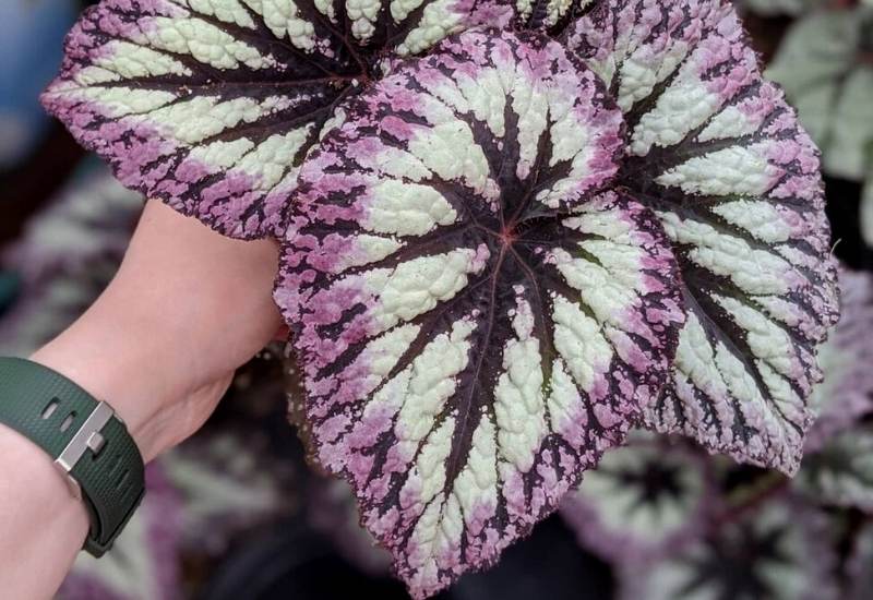 Begonia &lsquo;Fireworks&rsquo;